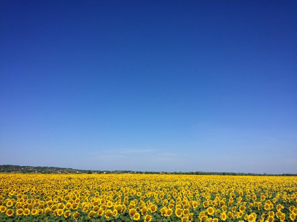 pexels-photo-544554 A vast sunflower field with bright yellow blooms against a clear blue sky, perfect for serene backgrounds.
